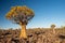 Namibia Quivertree Forest