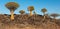 Namibia Quivertree Forest