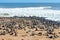 Namibia. Skeleton Coast. Cape fur seal colony at Cape Cross