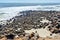 Namibia. Skeleton Coast. Cape fur seal colony at Cape Cross