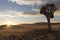 Namibia sunset quiver tree