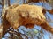Namibia, Weaver Bird Nest in Tree
