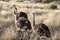 Namibia: young ostriches at the Lake Oanob Resort