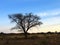 Namibian - Camel thorn tree