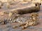 Namibian Cheetah Couple