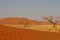 Namibian desert landscape