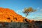 Namibian desert landscape with tree