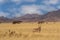 Namibian desert with oryx