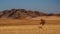 Namibian desert with oryx