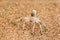 Namibian Desert Spider