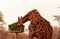 Namibian giraffe in the African savannah eats green grass on a sunny day
