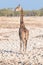 Namibian giraffe with back to camera, looking over its shoulder