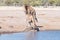 Namibian giraffe bull tests the reproductive condition of a female