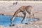 Namibian giraffe drinking water with an oryx watching