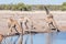 Namibian giraffes drinking water at a waterhole