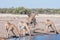 Namibian giraffes drinking water at a waterhole