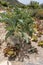 Namibian grape plant at botanic gardens, Worcester