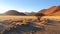 Namibian landscape with acacia tree in Namib desert