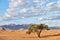 Namibian landscape with tree