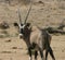 Namibian oryx antelope