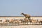 In the Namibian savanna, a giraffe and a herd of antelope drink water at a watering hole. African continent. The wild nature