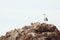 Namibian seagull and its chicks on top of a rock in southern Namibia.