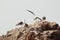 Namibian seagull and its chicks on top of a rock in southern Namibia.