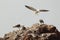 Namibian seagull and its chicks on top of a rock in southern Namibia.