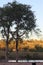 Namibian waterhole late sunset with trees.