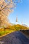 Namsan Tower Cherry Blossom Mountain Path Seoul