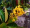 Nance flowers, blooming, tropical fruit