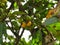 Nance Fruit Tree (Byrsonima Crassifolia)