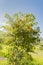 Nanche Hogberry Tree With Blossoms