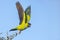 Nanday Conure Taking Flight From Tree Top