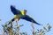 Nanday Conure Taking Flight, Wing Spread