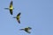 Nanday Conures In Flight Over Blue Sky