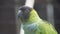 The nanday parakeet, also known as the black-hooded parakeet or nanday conure, is a medium-small, mostly green, Neotropical parrot