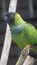 The nanday parakeet, also known as the black-hooded parakeet or nanday conure, is a medium-small, mostly green, Neotropical parrot