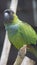The nanday parakeet, also known as the black-hooded parakeet or nanday conure, is a medium-small, mostly green, Neotropical parrot