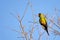 Nanday Parakeet, Aratinga Nenday, also known as the Black-hooded Parakeet or Nanday Conure, Pantanal, Brazil