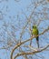 nanday parakeet of Brazil