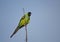 Nanday Parakeet in Florida