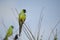 Nanday Parakeet in Florida
