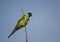 Nanday Parakeet in Florida