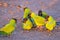 Nanday Parakeets, Aratinga Nenday, also known as the Black-hooded Parakeets or Nanday Conure, Pantanal, Brazil