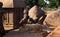 Nandhi sculpture in mahabalipuram- five rathas