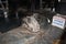 Nandi statue inside the main sanctum of Hoysaleswara Temple