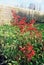 Nandina Domestica with berries