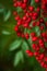 Nandina domestica. red berries of Japanese Sacred Bamboo