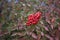 Nandina domestica shrub